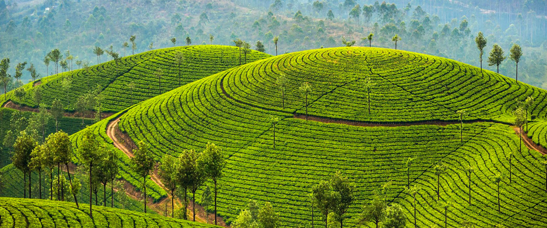 lead Tea Plantation Shutterstock Sri Lanka